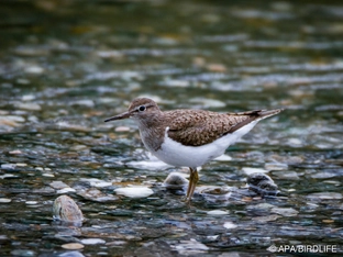 Flussuferläufer ist Österreichs Vogel des Jahres