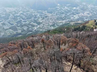 Waldbrände in den Alpen: Wie lassen sich Ökosysteme wiederherstellen