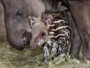 Verhütungspanne bescherte Zoo Schmiding Tapir-Nachwuchs