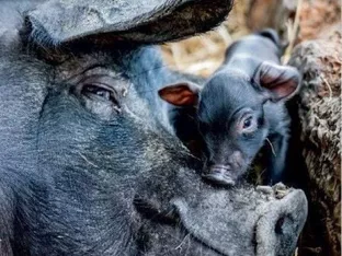 Auf eine neue Zukunft: Das Alpenschwein ist zurück
