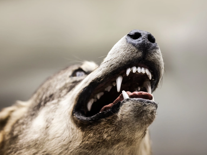 Wolf platzt in Grillfeier und geht auf Zweijährigen los - Hund getötet