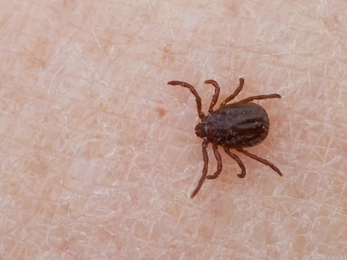 Zeckenimpfung - hier sind die Zahlen