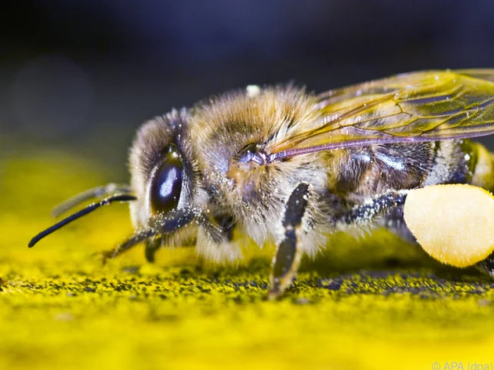 Summende Invasion: Tausende Bienen kapern Sonnenschirm am Adria-Strand