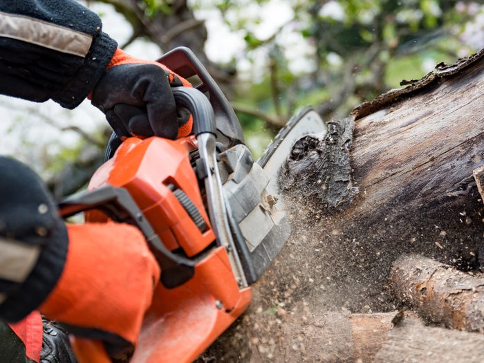 Umsturz einer Pappel in Sinich: "Unvorhersehbares Ereignis"