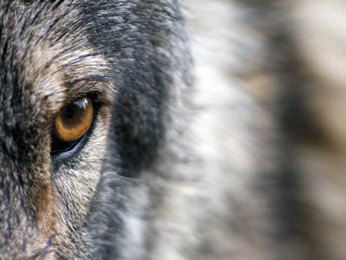 SVP verteidigt Abschuss von Schadwolf