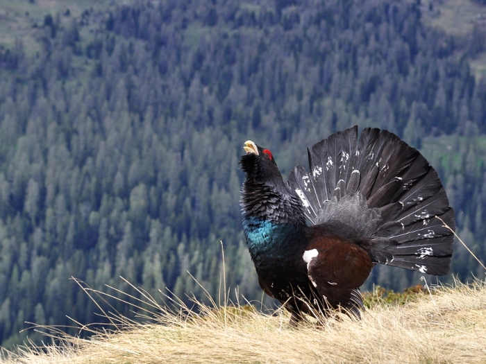 Forscher wollen das Auerhuhn langfristig schützen