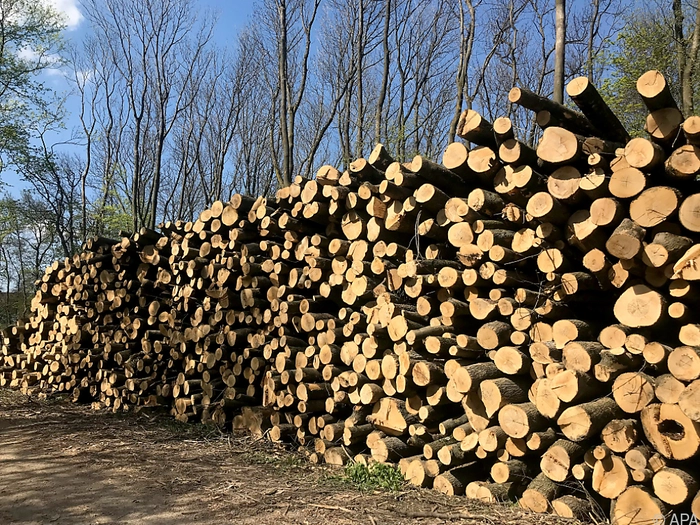 Holzbau im Wandel