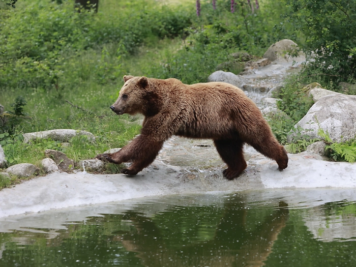 Leiter Reber: Anti-Bärenspray auch für Jagdaufseher und Jäger