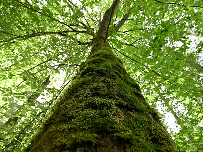 Den Klimaschutz der eigenen Gemeinde unter die Lupe nehmen
