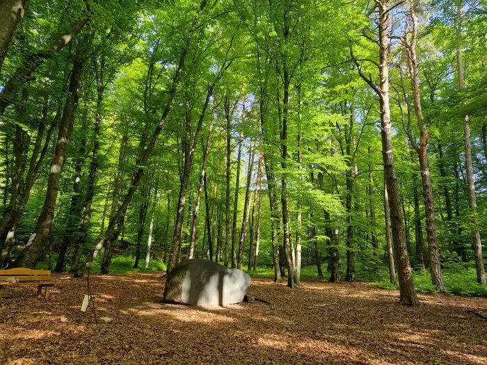 Unser Wald geht leer aus