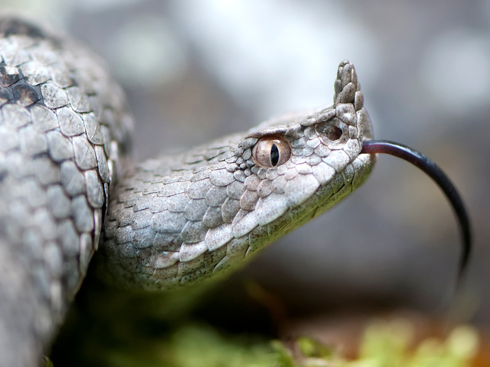 Schock beim Klettern: Hornviper beißt Kamera - VIDEO
