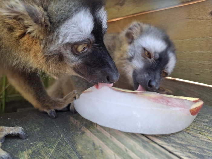 Alarmstufe Eis: Ungewöhnliche Abkühlung in Roms Zoo