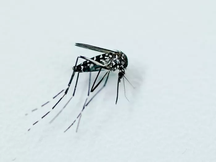 Chikungunya-Virus breitet sich in Norditalien aus