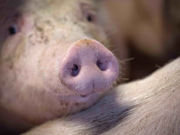 Chinas Importzölle erzeugen Druck auf Schweinebauern
