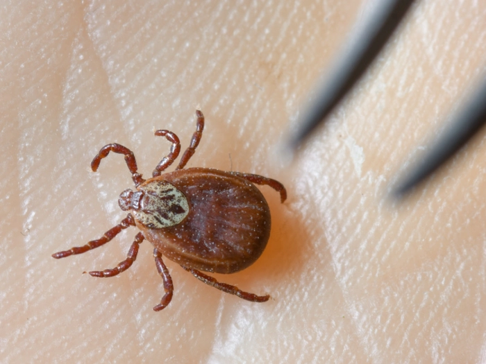 Auch 2026 wieder FSME-Impfung des Südtiroler Sanitätsbetriebs