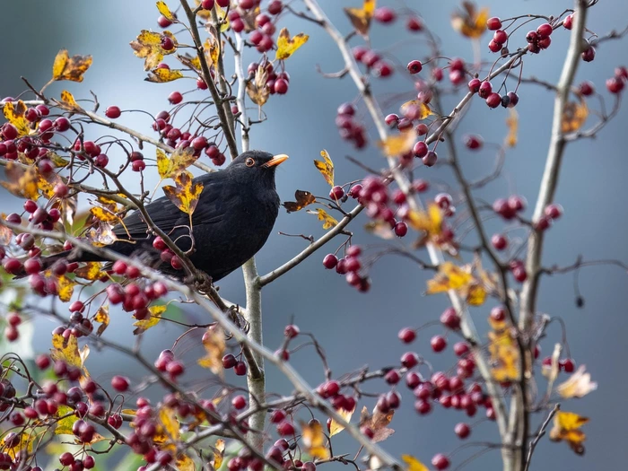 Wie verändert die Stadt die Amsel?