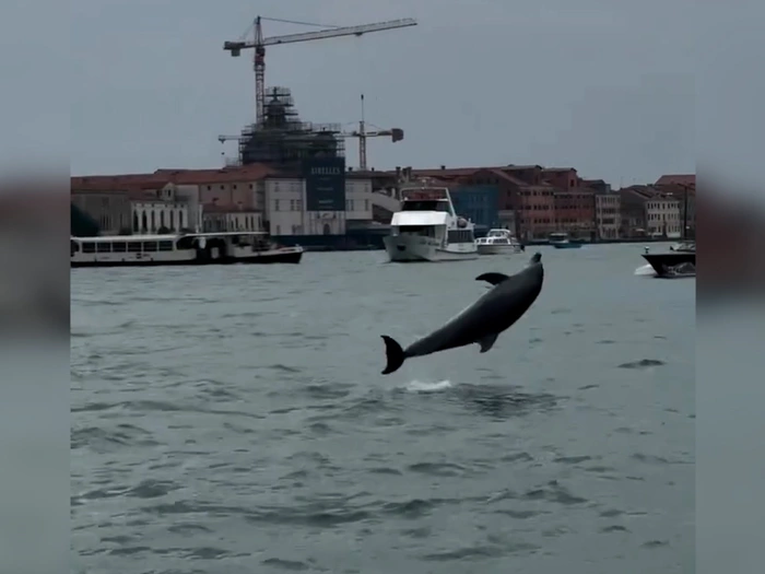 Dieser Delfin genießt Venedig