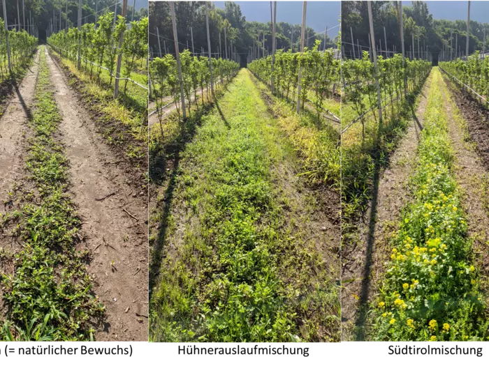 Wie Böden im Apfelanbau zum Klimaschutz beitragen können 
