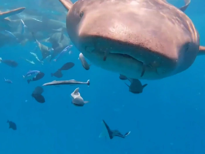 Hai frisst Kamera – Kamera filmt weiter