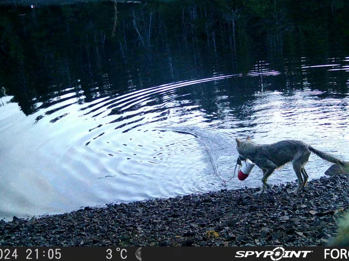 Wolf geht in Kanada Krabben angeln
