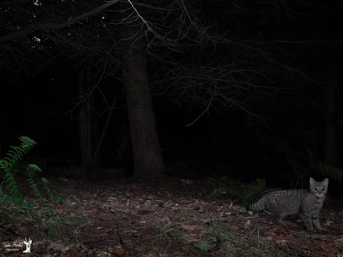 "Geist des Waldes" gesichtet und gefilmt