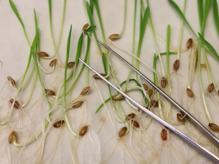 "Beschluss zur Neuen Gentechnik ist ein trojanisches Pferd"