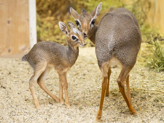 Nachwuchs bei kleinsten Antilopen Afrikas in Wien-Schönbrunn