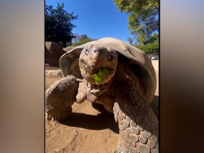 Im Zoo: Legendäre Riesenschildkröte gestorben