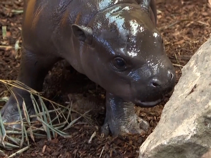 Knuddelig: Zwergflusspferd-Baby begeistert Zoobesucher