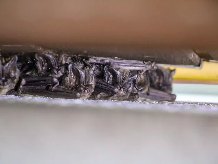 Fledermäuse: Neue Einblicke aus Südtirol