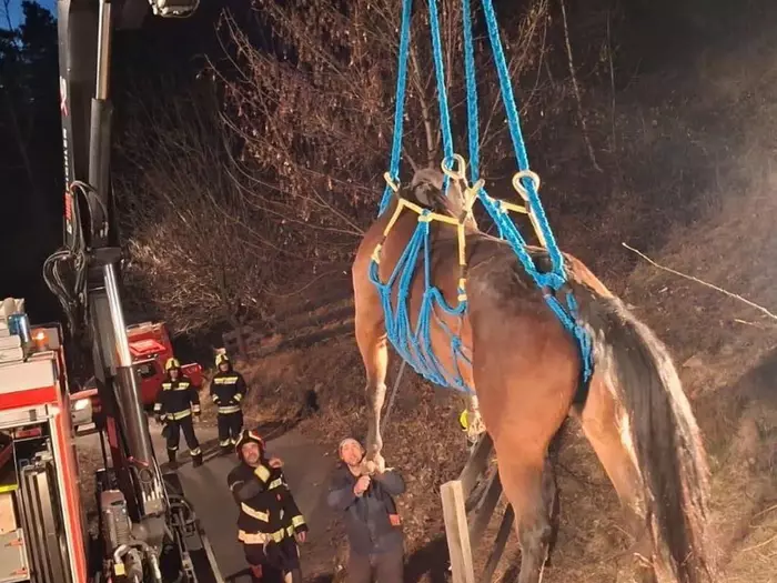 Pferd aus Notlage gerettet