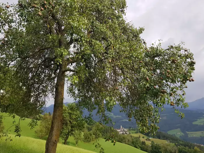Südtiroler Streuobstsorte des Jahres 2026