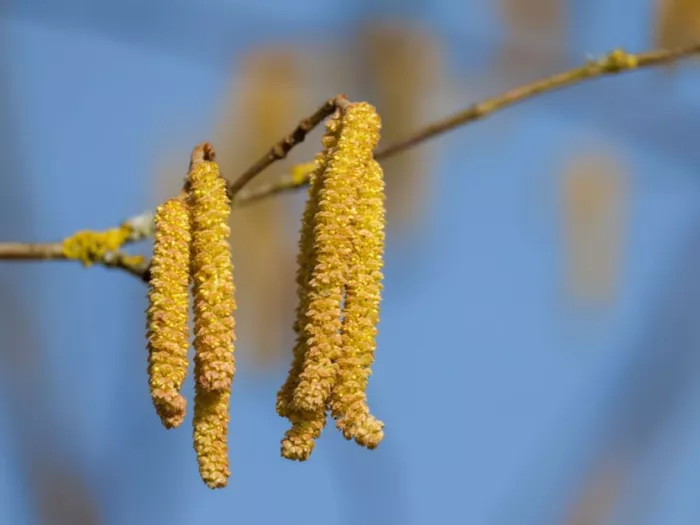 Pollenflug wird heuer wieder intensiver