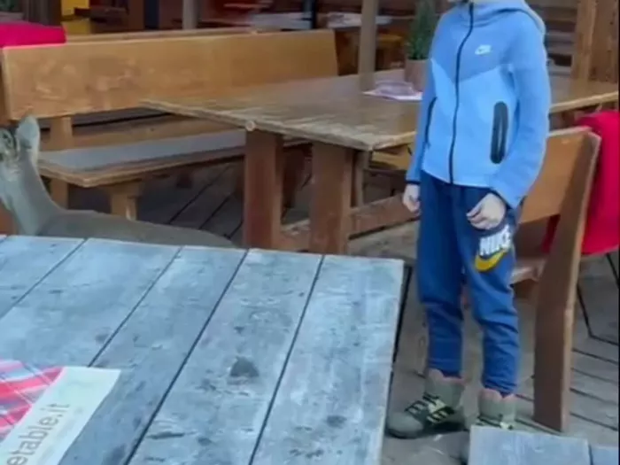 Lilly, das Reh auf der Sonnenterrasse