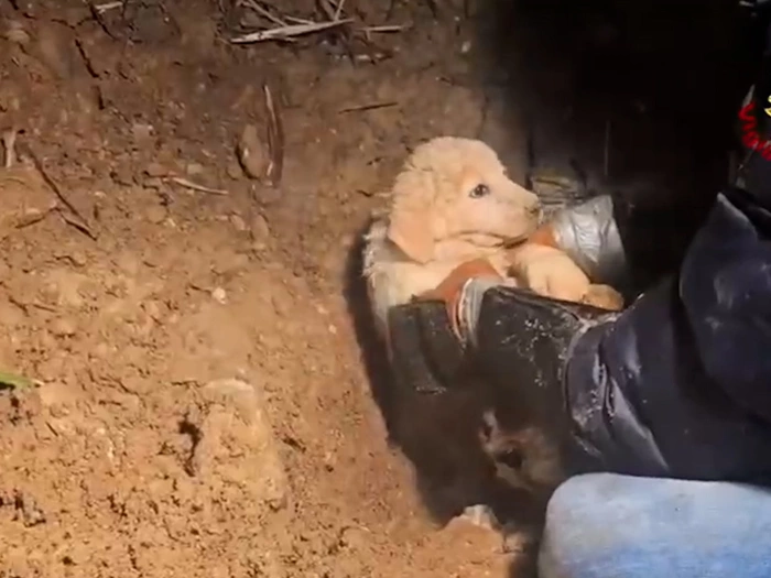 Mit Presslufthammer: Hundewelpen aus Kanalisation befreit