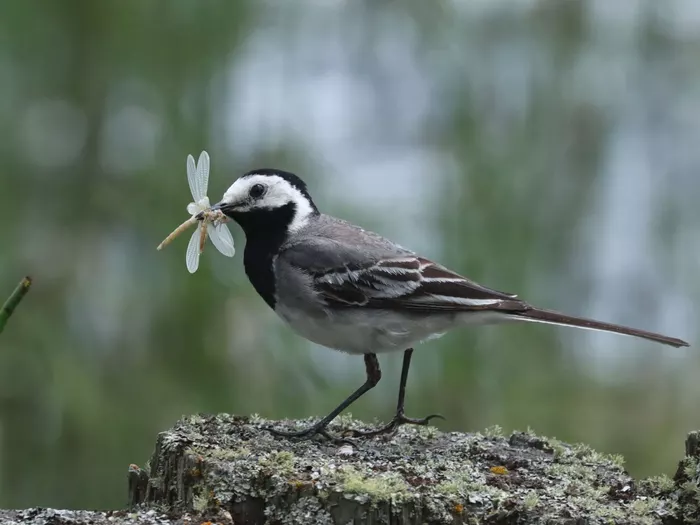 Winter im Nationalpark Stilfserjoch