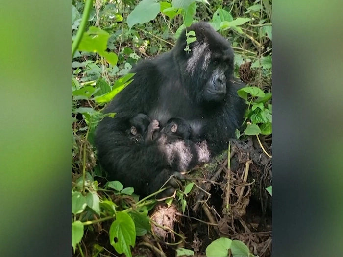 Seltene Zwillingsgeburt bei bedrohten Berggorillas