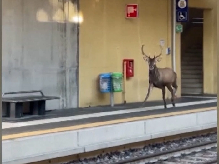 Varese: Hirsch rennt durch Bahnhof