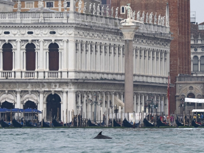 Delfin lebt in Venedig gut und gefährlich