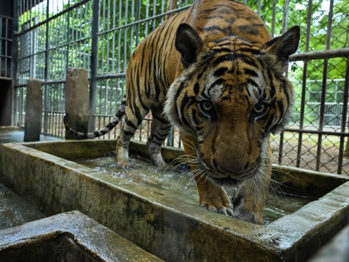 Kritik an Thailands Erlebnisparks nach Tod von 72 Tigern