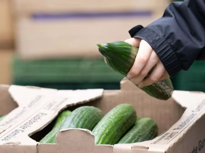 Hohe Gurkenpreise sorgen für Unmut in Russland