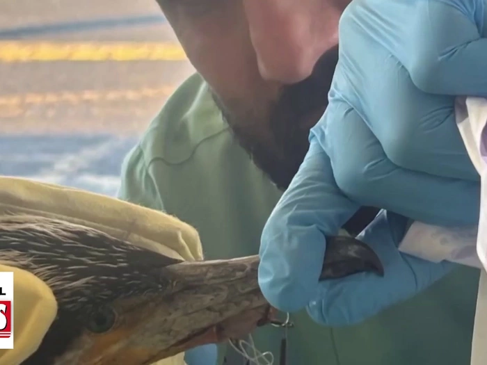 Unglaublich: Verletzter Vogel klopft an Tür der Notaufnahme