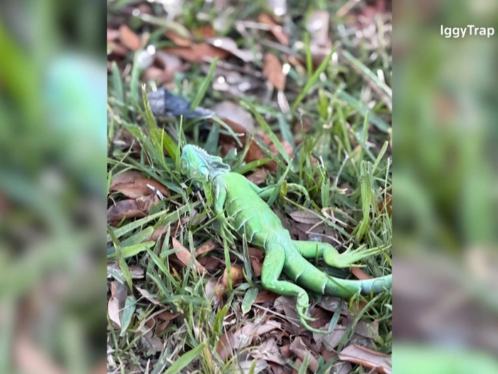 Wegen Kälte: 2.000 Leguane fallen von Bäumen