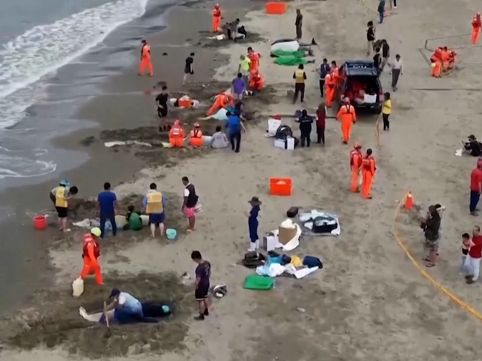 Zwergwale gestrandet: Dramatische Rettungsaktion