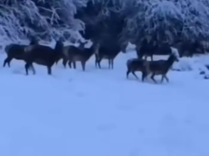 Italien: Hirsch-Parade im Schnee - VIDEO
