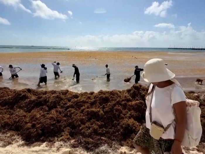 Algenplage schockt Touristen