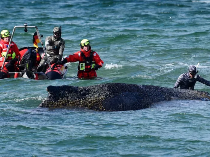Rettung von gestrandetem Wal in Deutschland unterbrochen