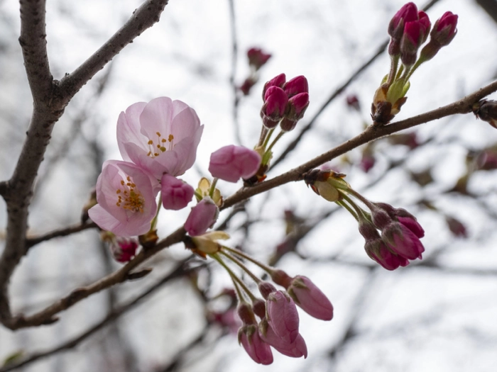 Kirschblüte in Tokio hat begonnen