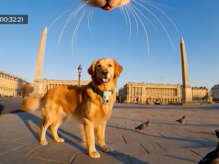 Kein Witz: Jetzt kommt das Handy für den Hund - VIDEO