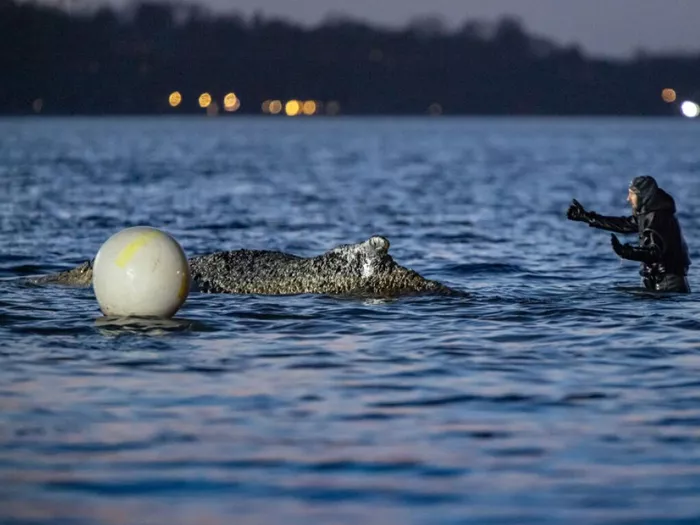 Befreiter Buckelwal vor deutscher Küste auf Kurs aus Bucht